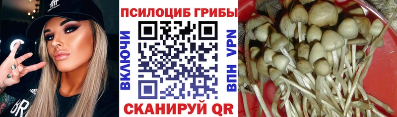 наркота  Тара  Галлюциногенные грибы Psilocybe 