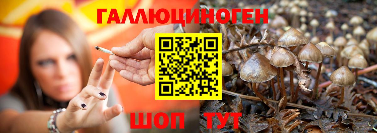Псилоцибиновые грибы Psilocybine cubensis Тара